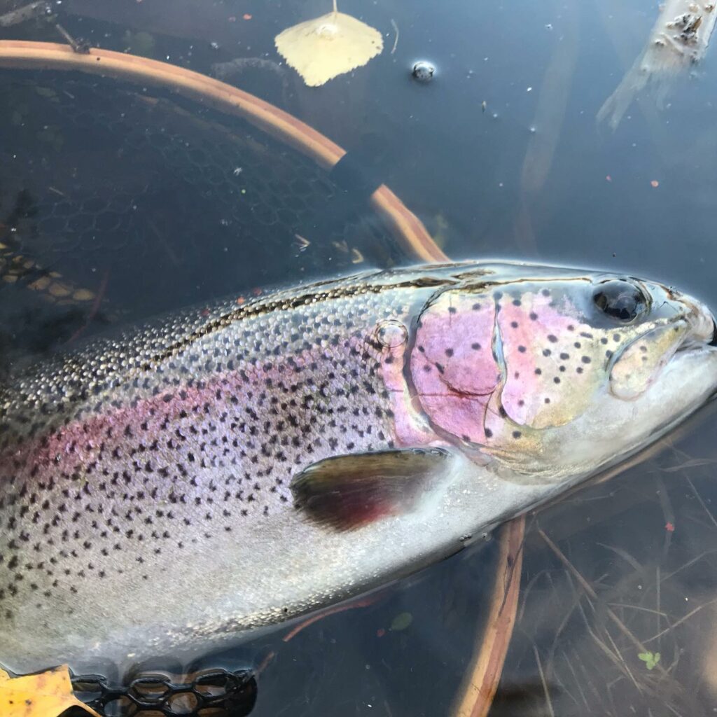 Truite pêchée en nymphe à l'éphémère de Bourgogne