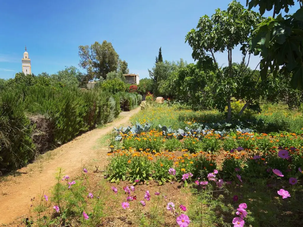 Flâner dans le potager à AKAL BBIO Table d’hôte à la ferme﻿ à Essaouira au Maroc