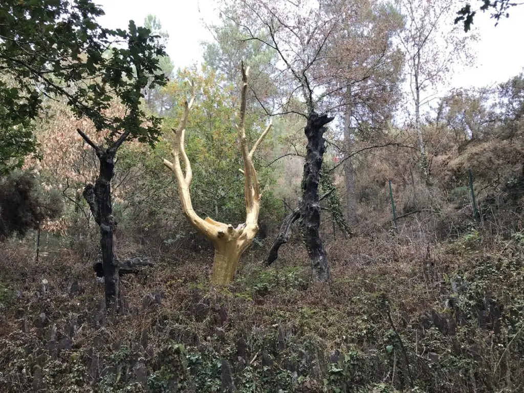 l'arbre d'or en forêt de Brocéliande