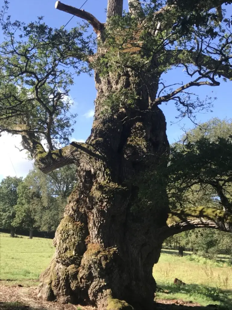 Le chêne Guillotin à Brocéliande
