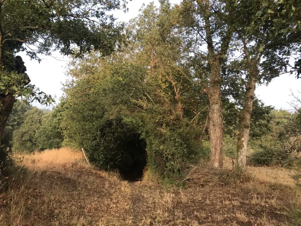 L'entrée dans la forêt de Brocéliande