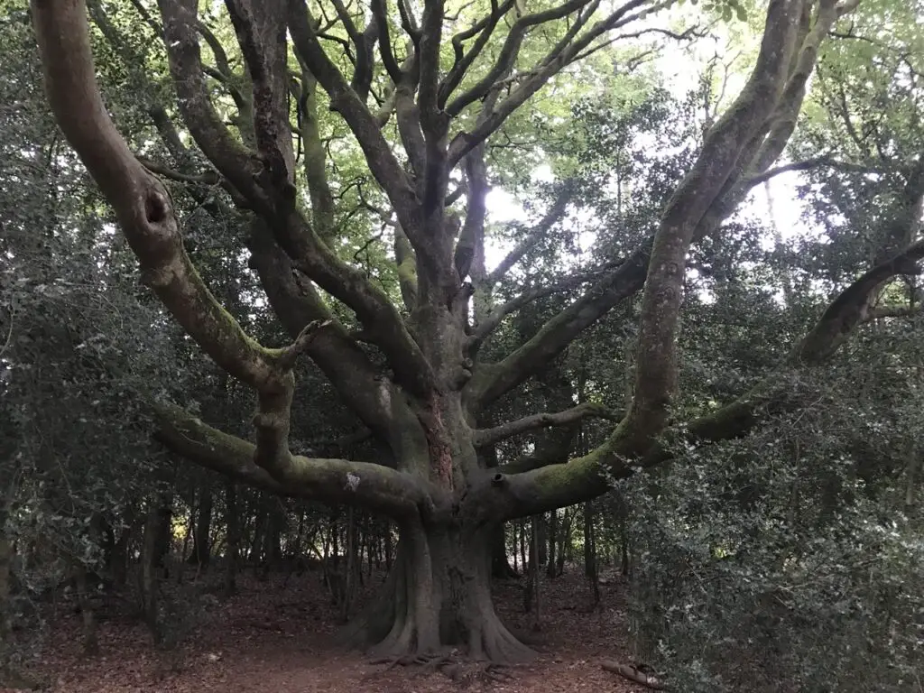 l'Hêtre du voyageur surement le plus bel arbre de la forêt de Brocéliande
