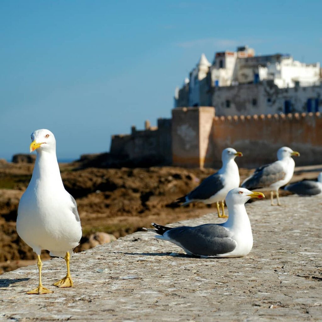 Mouettes au port de pêche à Essaouira au Maroc