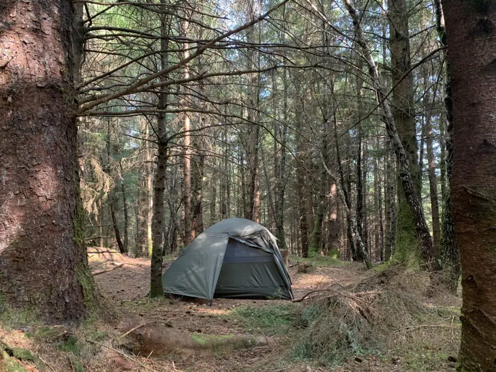 Nuit en forêt