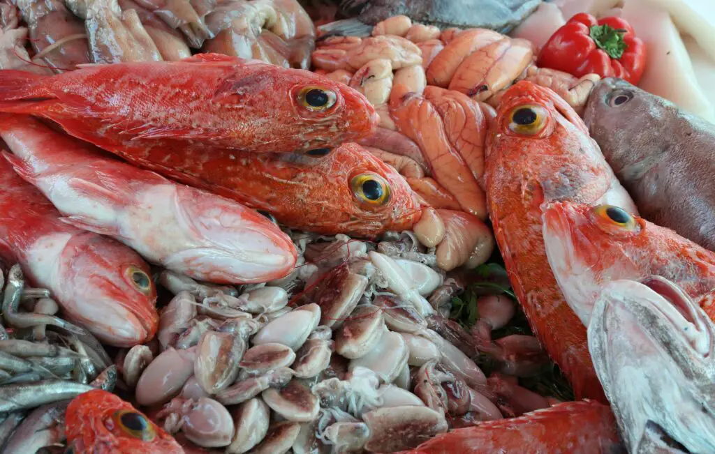 poissons du port d'Essaouira au Maroc