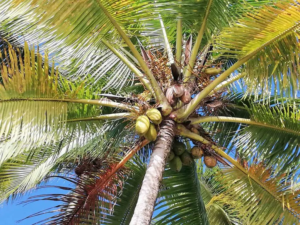 Tahiti la perle du Pacifique