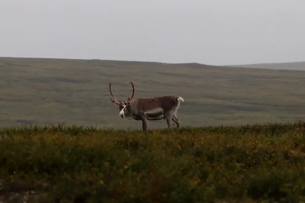 Un renne sur la Kungsleden