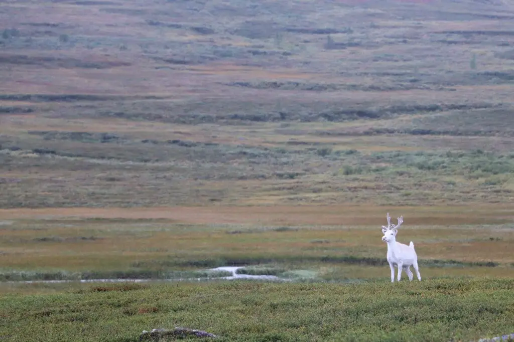 Renne blanc sur la Kungsleden en laponie suédoise