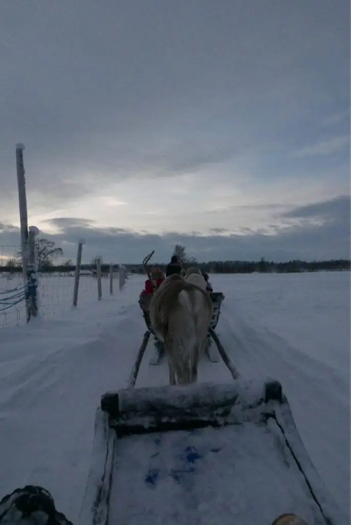 balade en traineau tiré par des rennes en laponie finlandaise