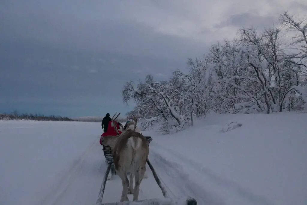 balade en traineau tracté par un renne en finlande