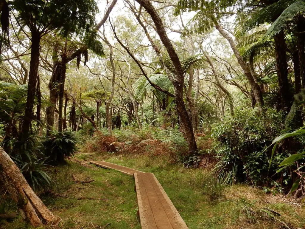 Forêt de Bébour : immanquable à La Réunion