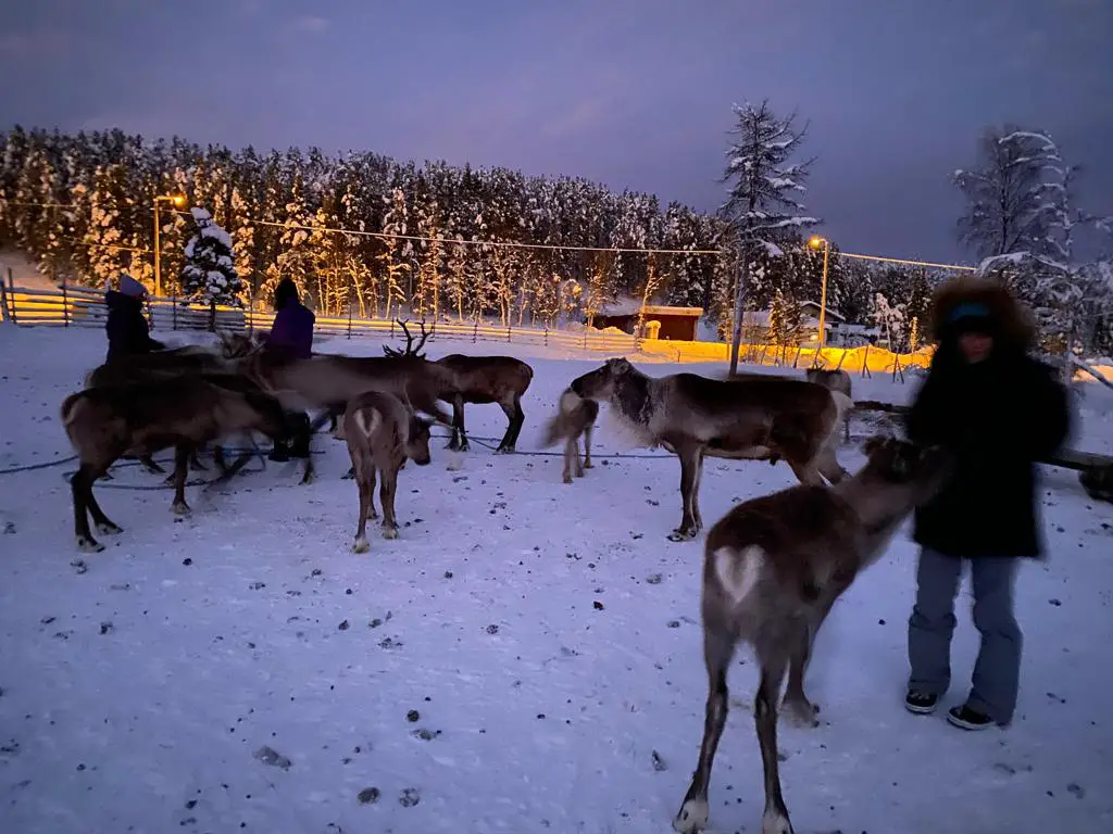 enclos à rennes en hiver en finlande