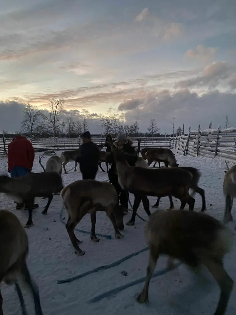 enclos de rennes en laponie finlandaise