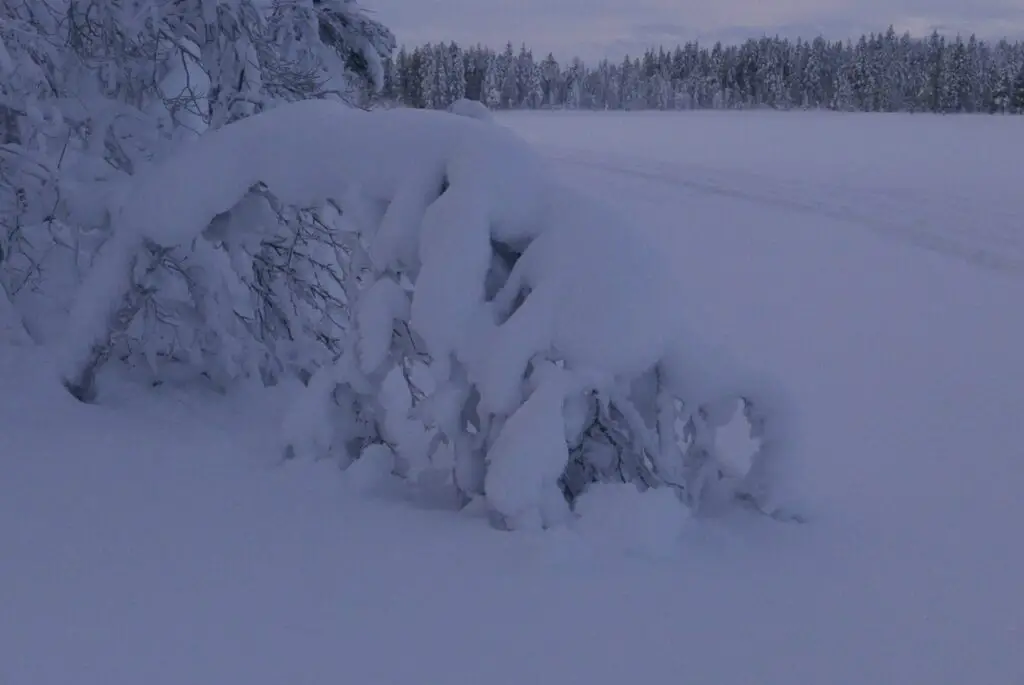 lapin sculpté par la neige en suède