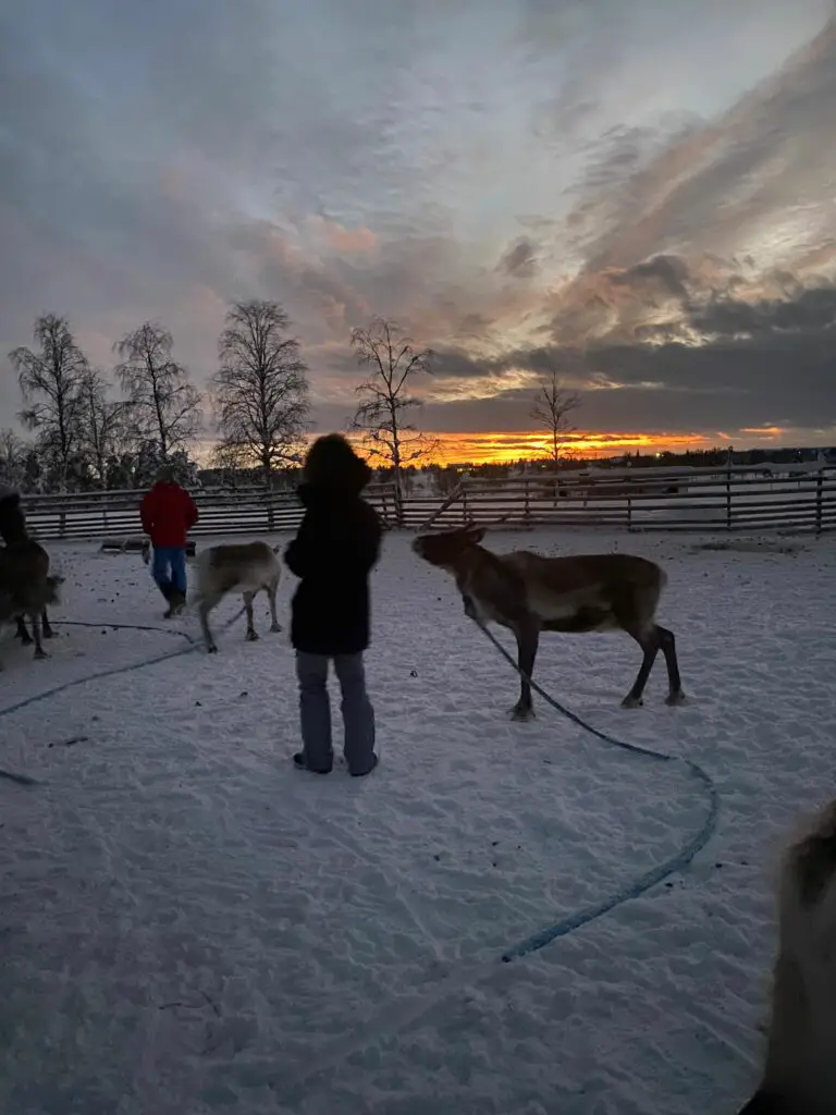 nourrir des rennes du peuple nomade sami en finlande