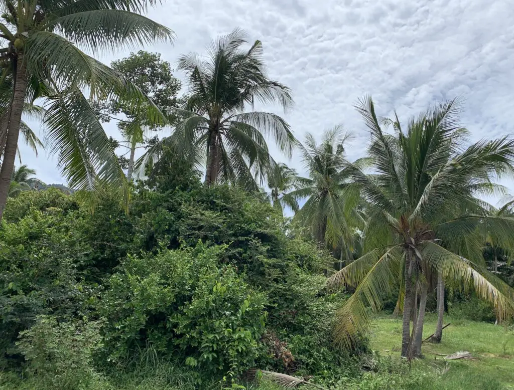 plantation de palmiers en caoutchouc à Koh Samui