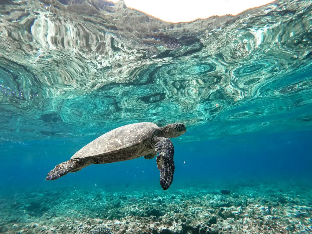 Plongée et snorkeling aux USA