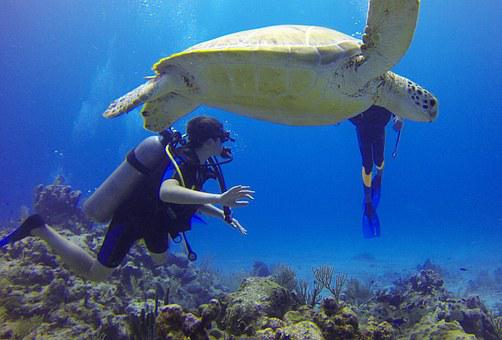 plongée pour voir des tortues à Koh tao en Thailande