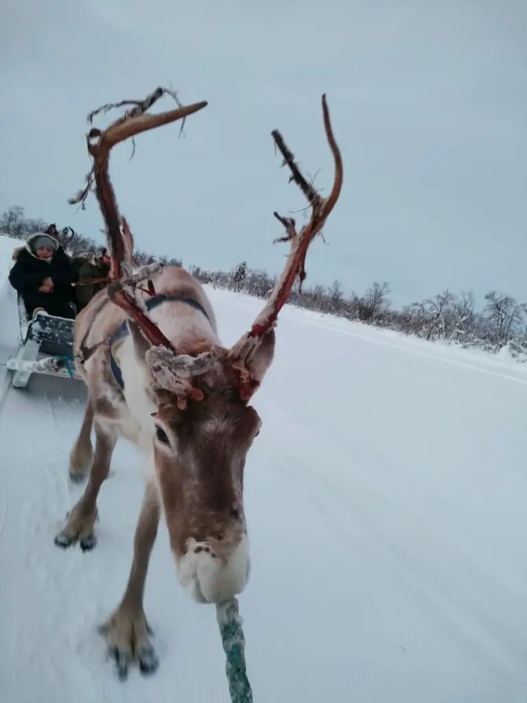 renne tirant un traineau sur la neige en finlande