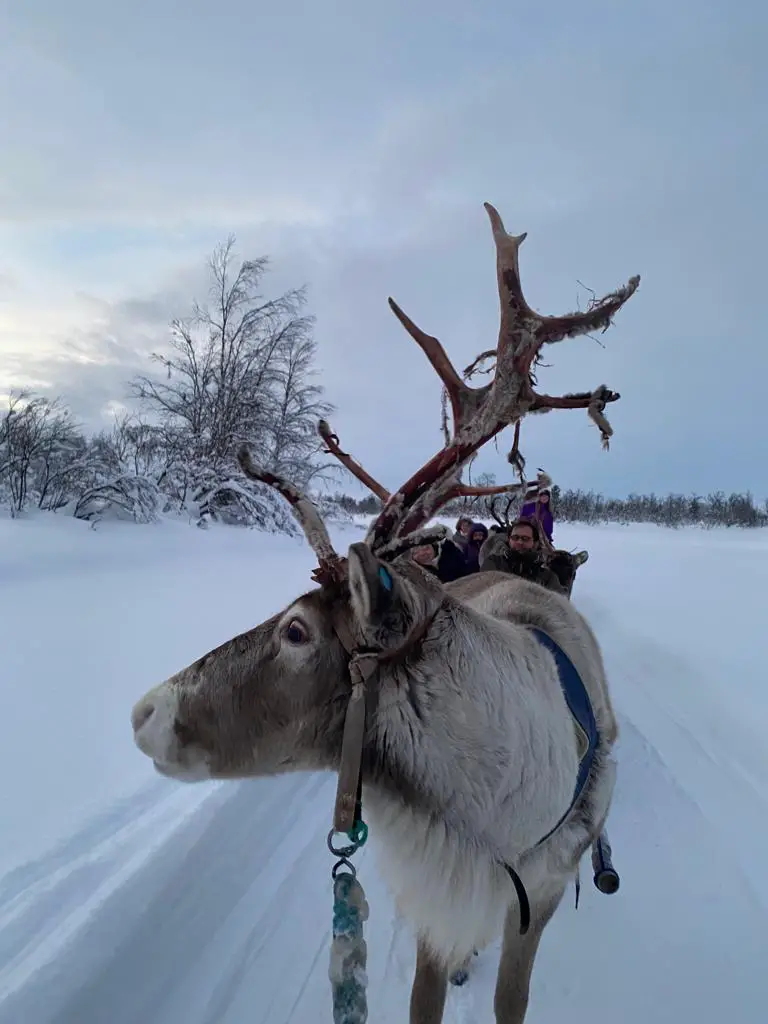 rennes animal du peuple nomade sami