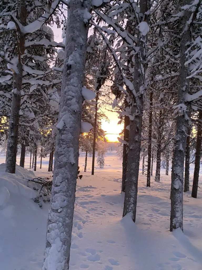 soleil matinal en laponie suedoise