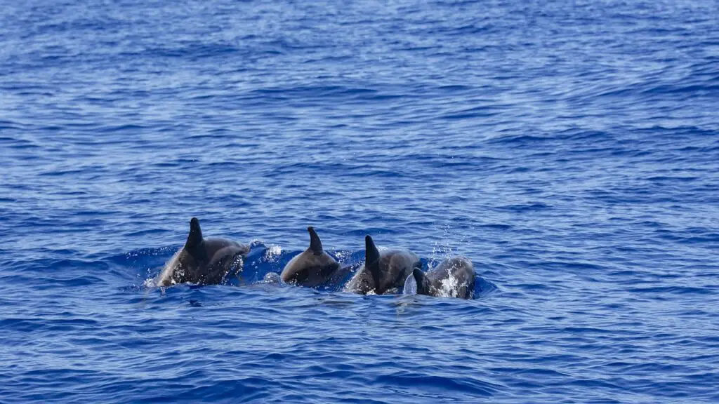 sortie en mer réunion