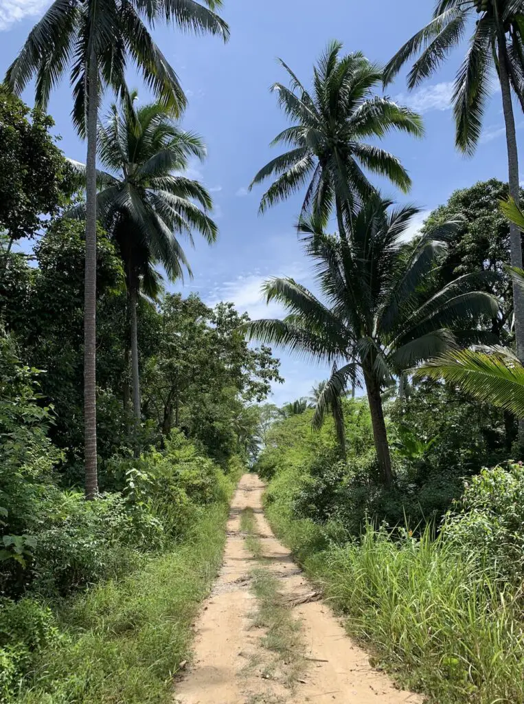 vue sur la jungle à Koh Samui