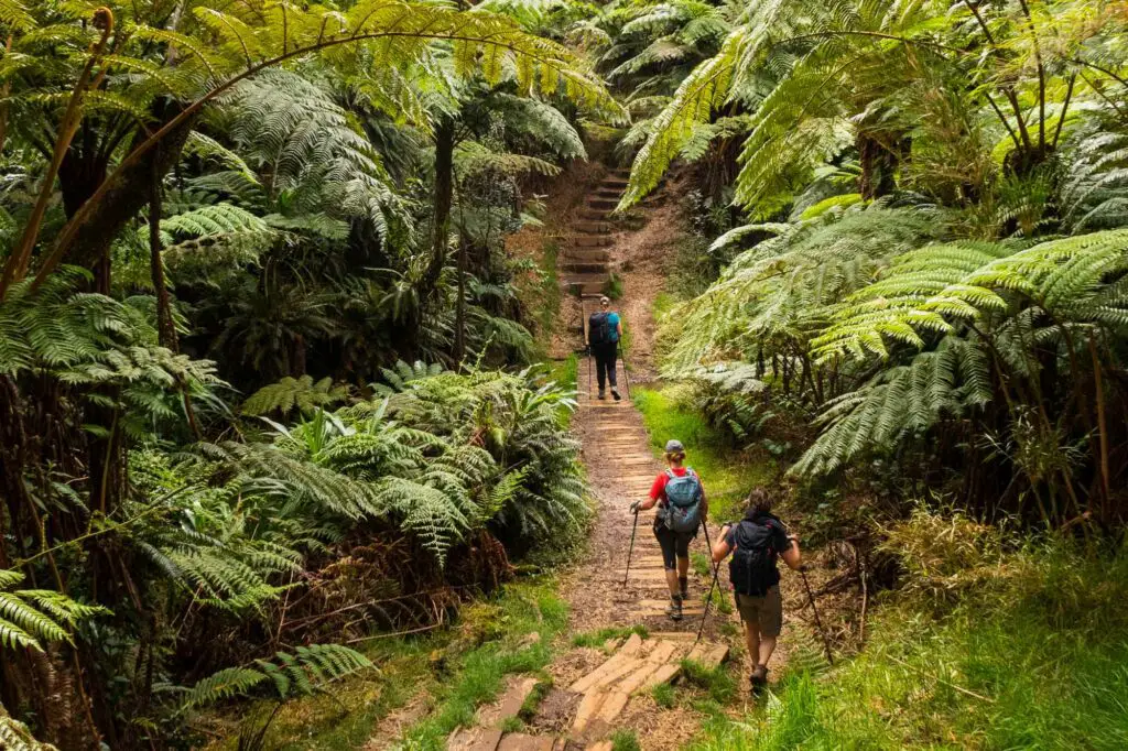 bureau montagne réunion guides de randonnée île de la réunion bélouve trou de fer