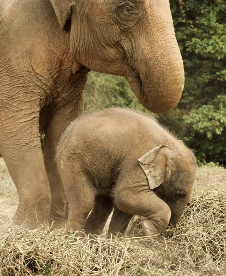 éléphants en thailande 