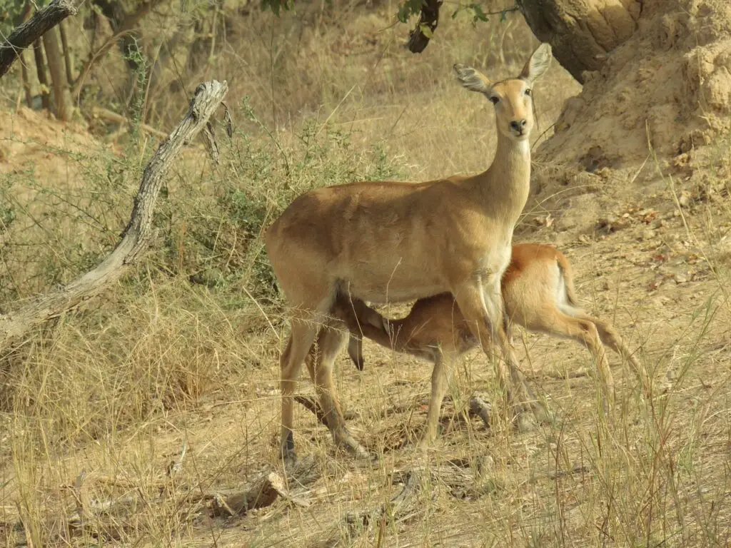 Les antelopes durant un voyage au Bénin