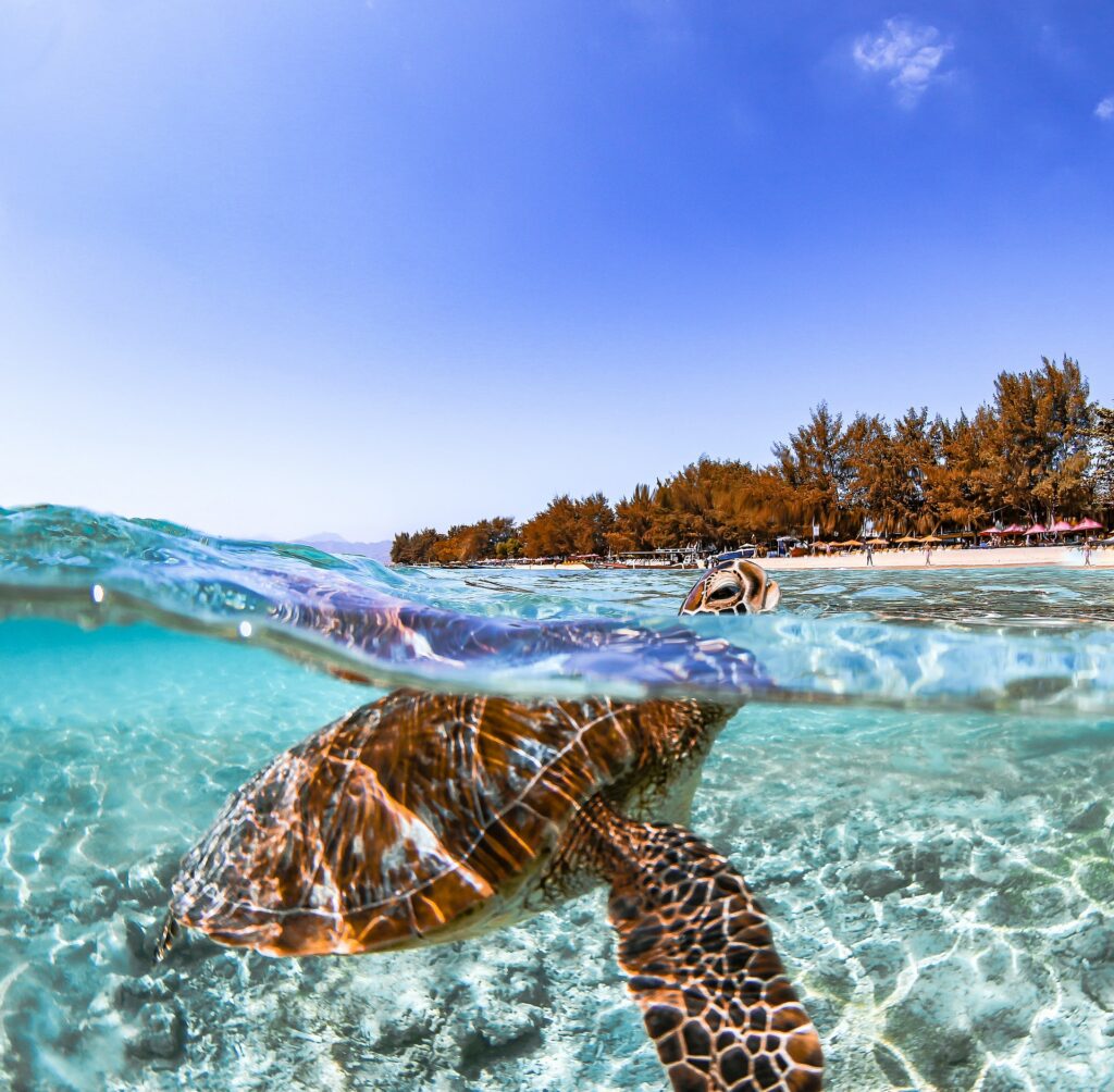 Nager avec les tortues sur l'île d'Hawaï, une activité outdoor géniale
