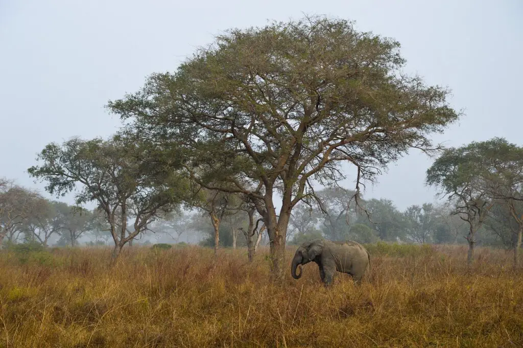 Safari au Bénin à la découverte des éléphants
