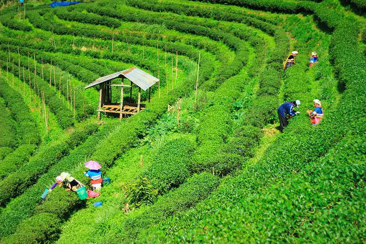 plantation de thé en thailande