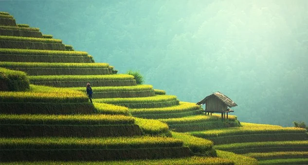 randonnée sur les rizieres en thailande