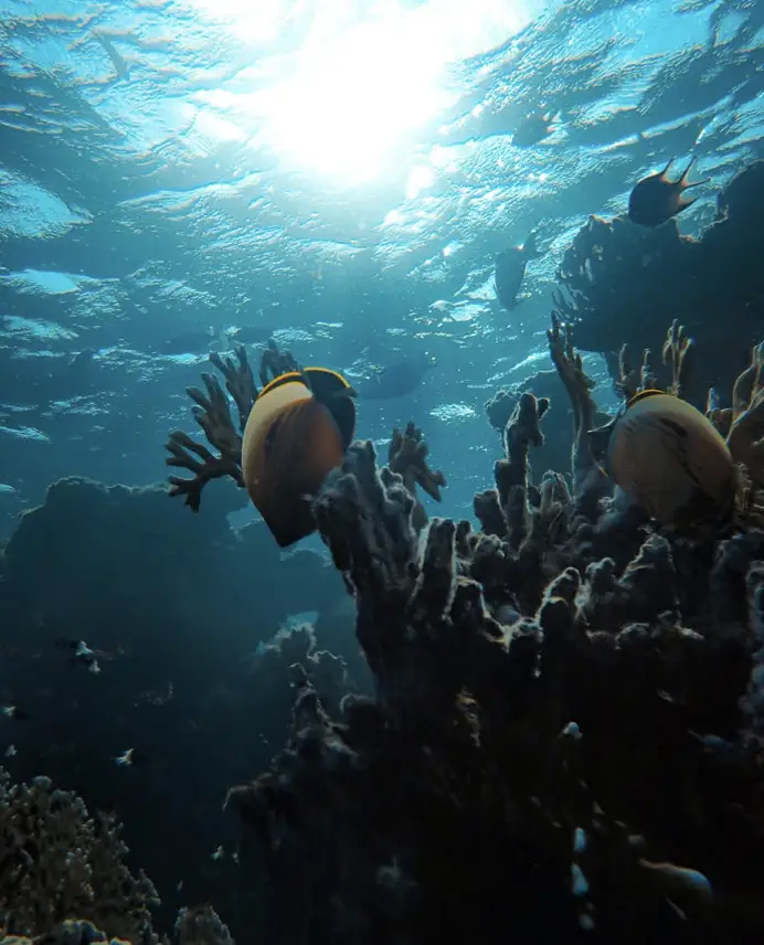 snorkeling en thailande pour voir des poissons