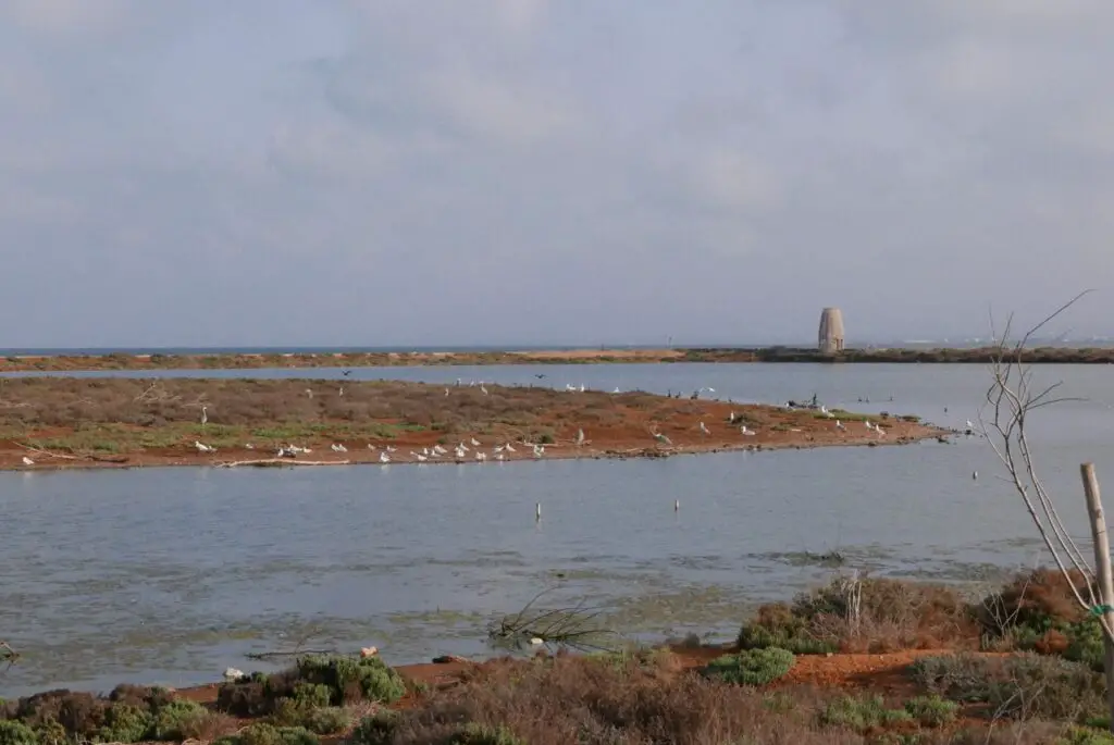 Parc ornithologique à la lagune de Marchica