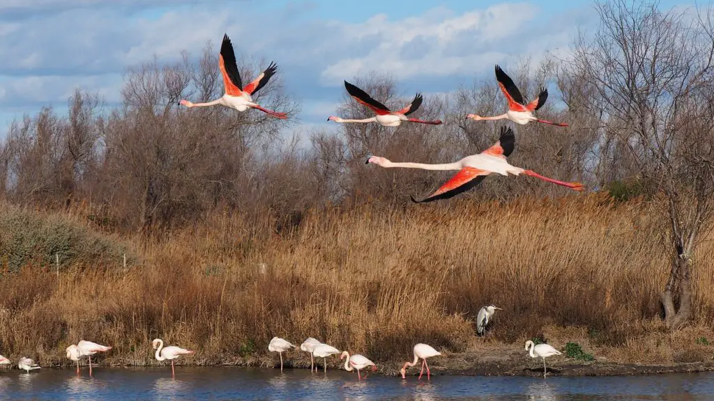 la camargue en mediterranee
