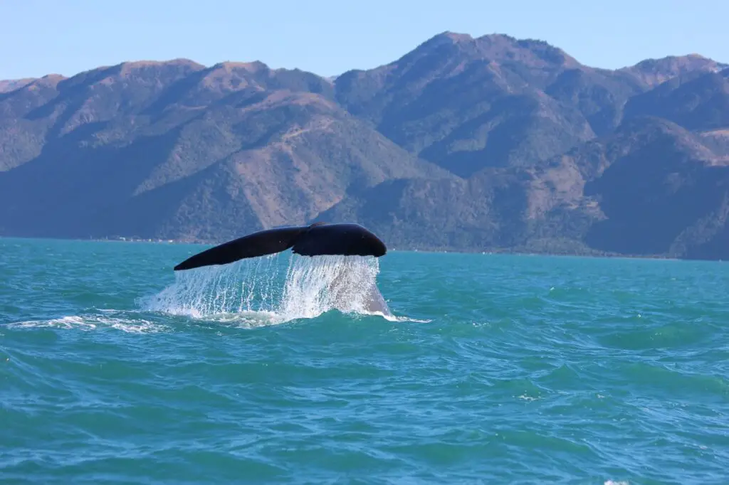 Baleine à bosse Nouvelle-Zélande