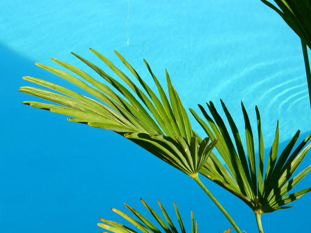 piscine avec hotel la reunion
