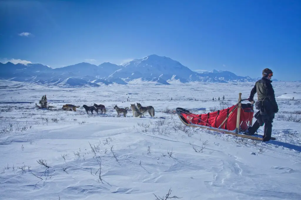 Vivre une aventure en chien de traîneau en Alaska