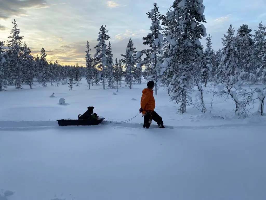 Homme traineau pour chien en Laponie Suédoise
