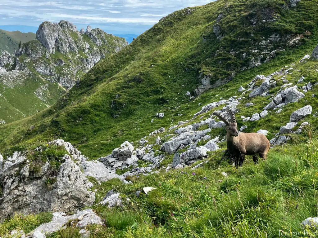 Bouquetin au col de Pavis.