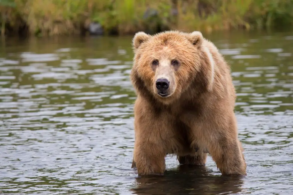Observer la faune dans les parcs nationaux d’Alaska