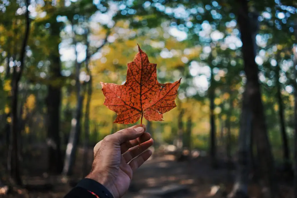 assurance voyage pour être protégé canada