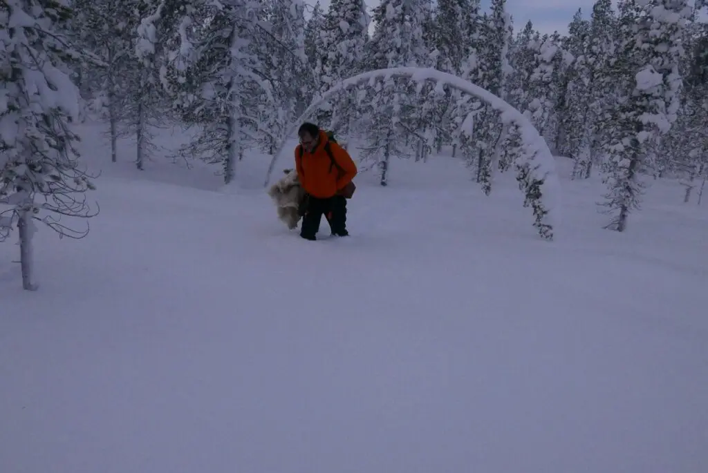 Raquettes à neige en Terre SAMI en Suède