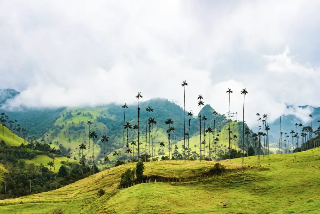 La vallée de Cocora : célèbre trek en Colombie