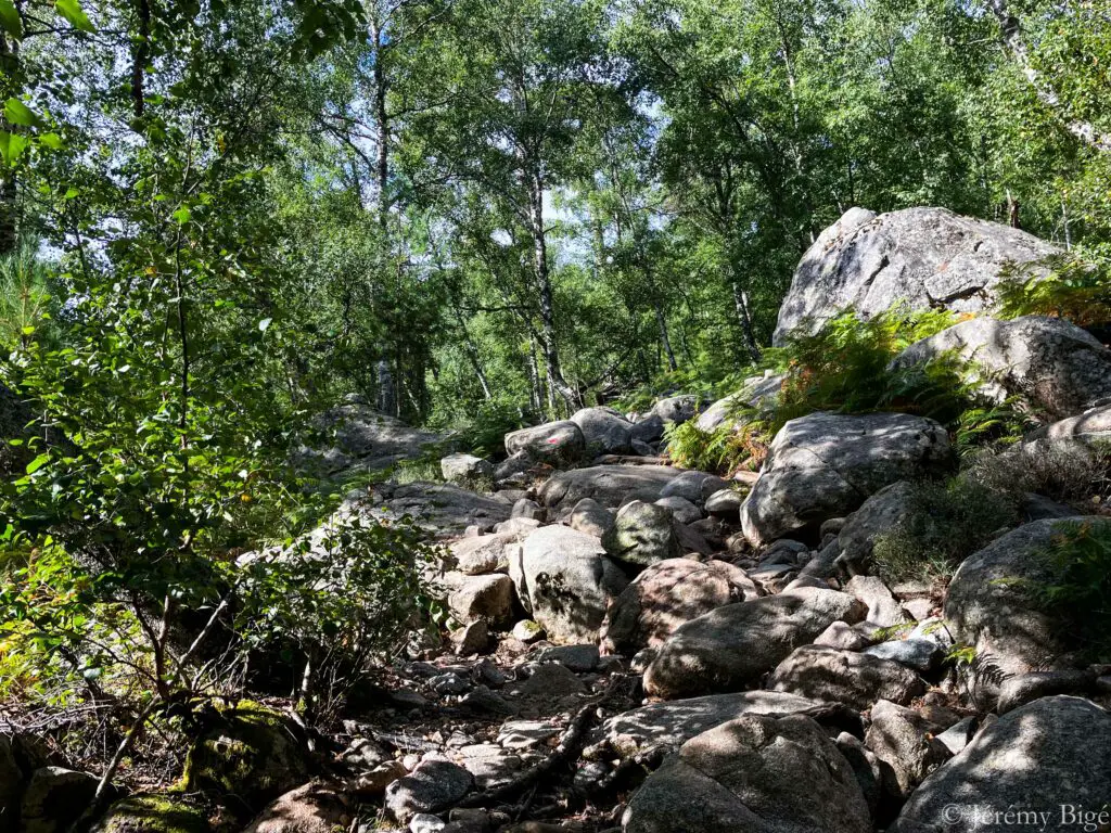 Dans la forêt avant le col de Verge.