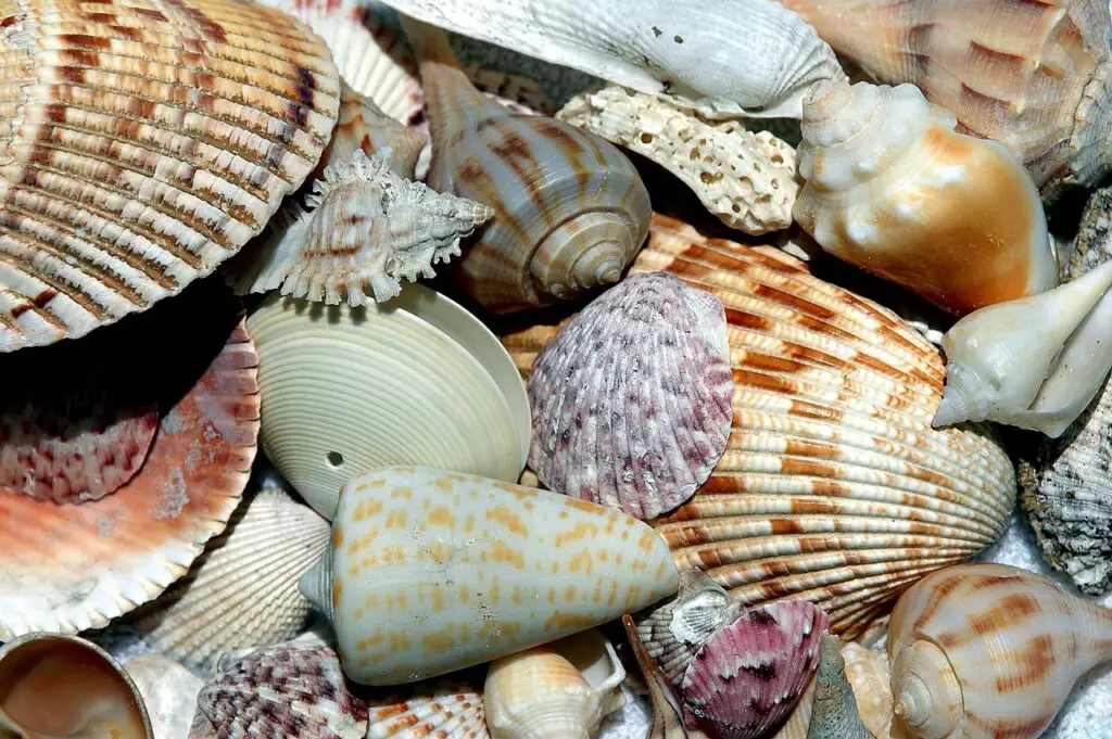 Coquillages à Sanibel