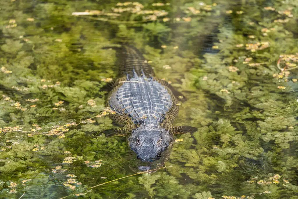 Crocodile dans les Everglades
