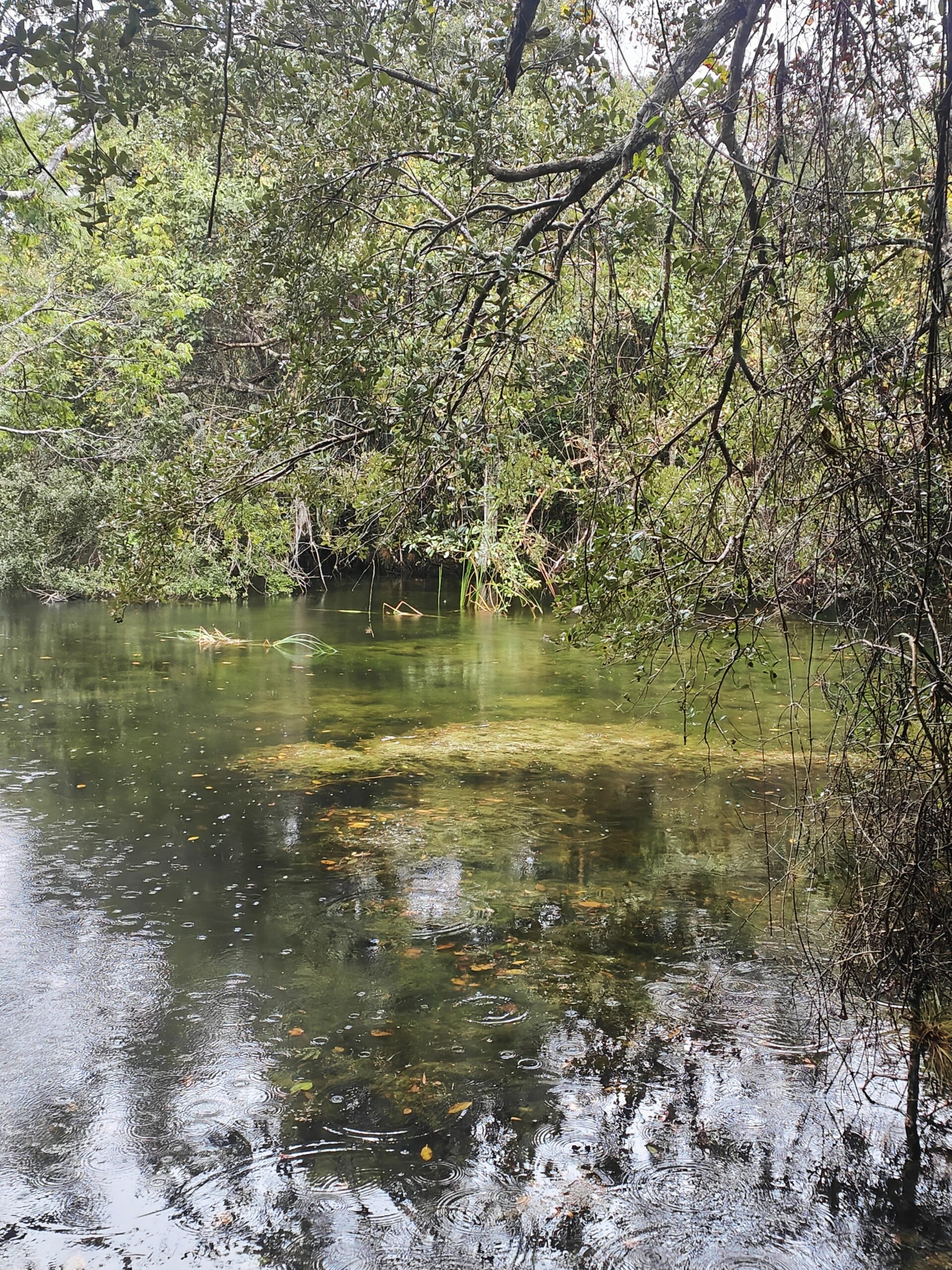 étang dans les Everglades